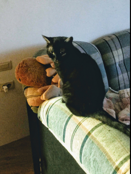 Кошки в нашей жизни. Кошки и все, что с ними связано.