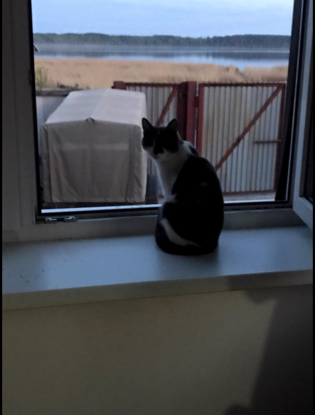 Кошки в нашей жизни. Кошки и все, что с ними связано.