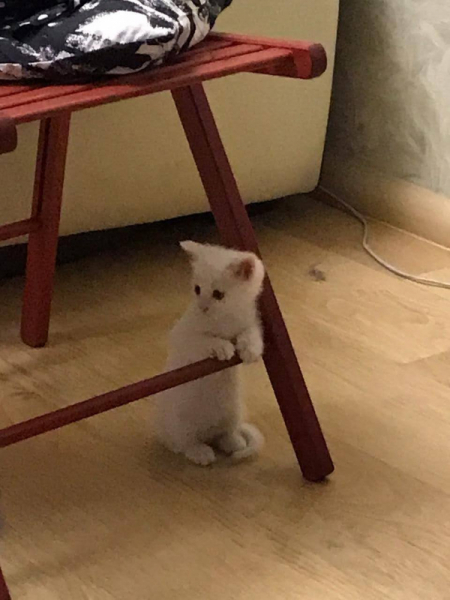 Кошки в нашей жизни. Кошки и все, что с ними связано.