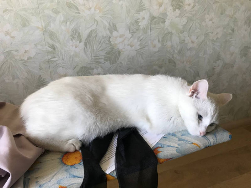 Кошки в нашей жизни. Кошки и все, что с ними связано.