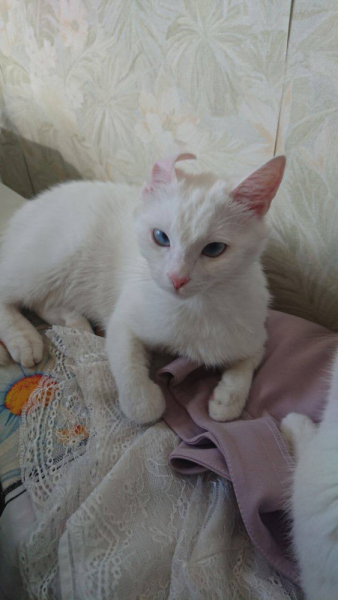 Кошки в нашей жизни. Кошки и все, что с ними связано.