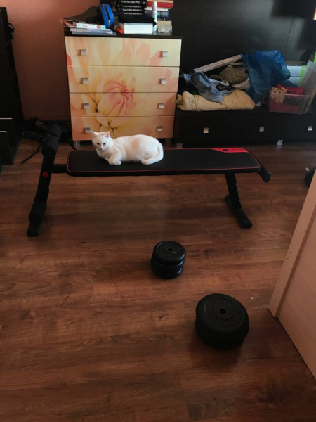 Кошки в нашей жизни. Кошки и все, что с ними связано.