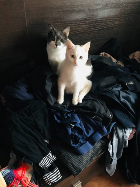 Кошки в нашей жизни. Кошки и все, что с ними связано.