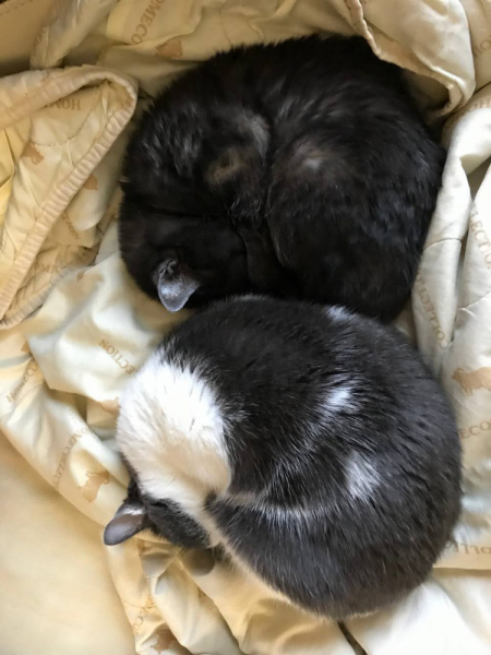 Кошки в нашей жизни. Кошки и все, что с ними связано.