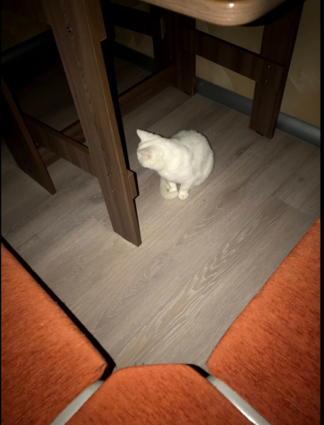 Кошки в нашей жизни. Кошки и все, что с ними связано.