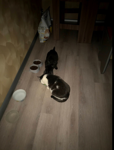 Кошки в нашей жизни. Кошки и все, что с ними связано.