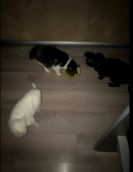 Кошки в нашей жизни. Кошки и все, что с ними связано.