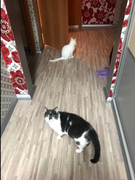 Кошки в нашей жизни. Кошки и все, что с ними связано.