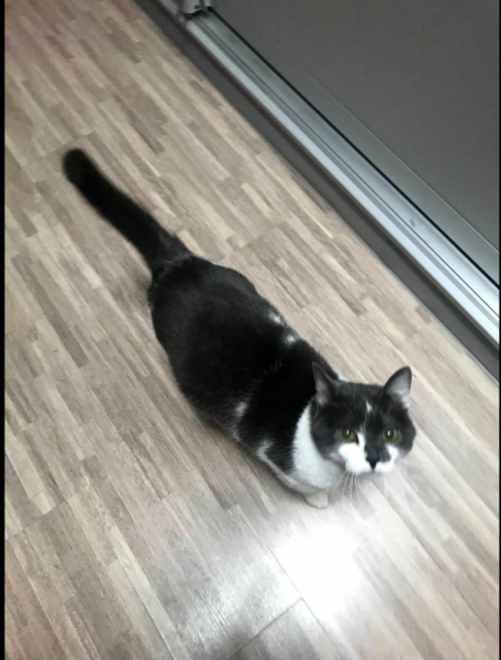 Кошки в нашей жизни. Кошки и все, что с ними связано.