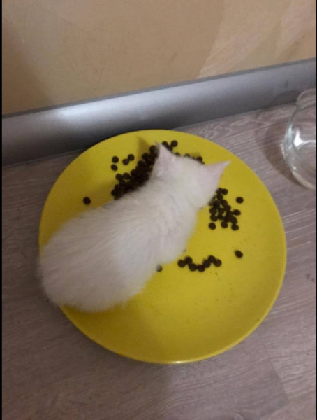 Кошки в нашей жизни. Кошки и все, что с ними связано.