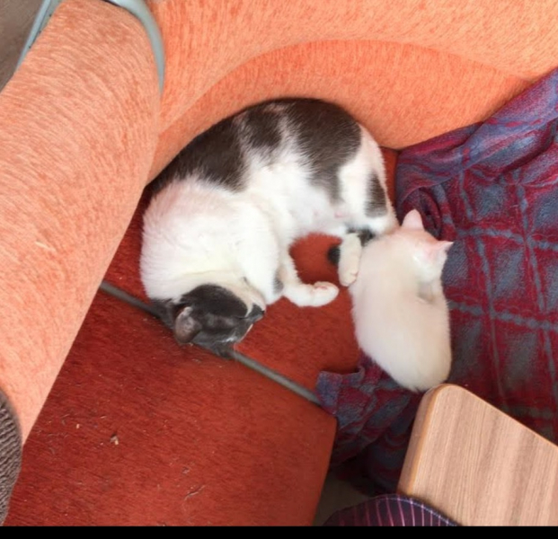 Кошки в нашей жизни. Кошки и все, что с ними связано.