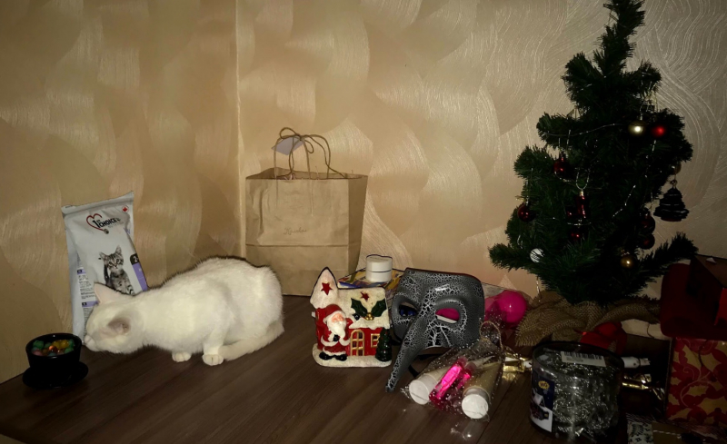 Кошки в нашей жизни. Кошки и все, что с ними связано.