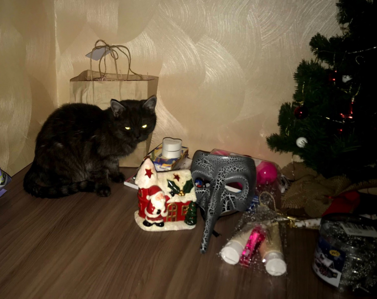 Кошки в нашей жизни. Кошки и все, что с ними связано.