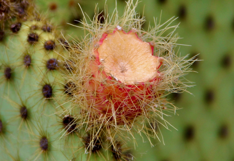 Путешествия дилетантов. Внезапная Италия.