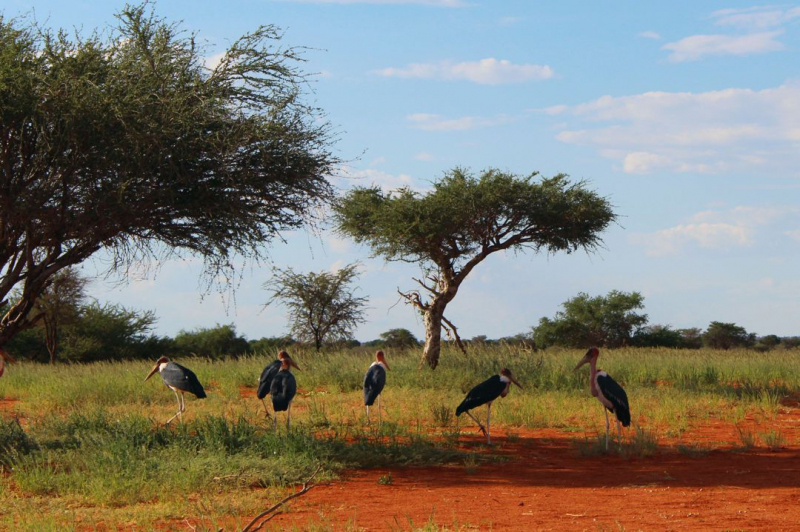 Enjoy Namibia или Намибия в ковидные времена (март 2021 г.)