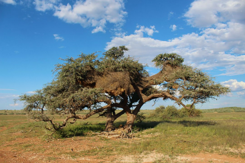 Enjoy Namibia или Намибия в ковидные времена (март 2021 г.)