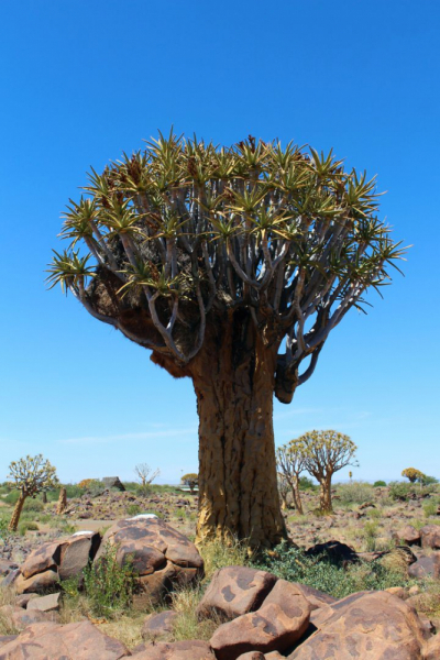 Enjoy Namibia или Намибия в ковидные времена (март 2021 г.)