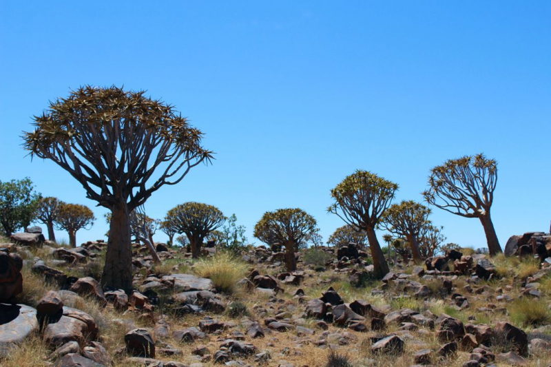 Enjoy Namibia или Намибия в ковидные времена (март 2021 г.)