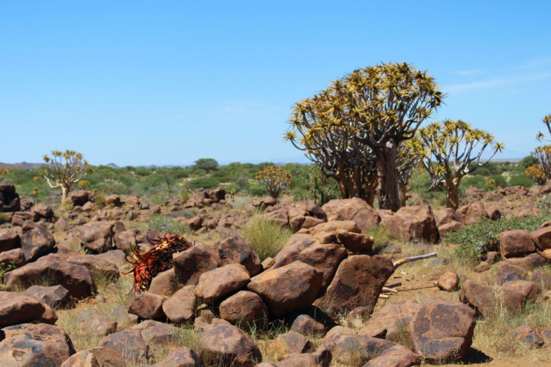 Enjoy Namibia или Намибия в ковидные времена (март 2021 г.)