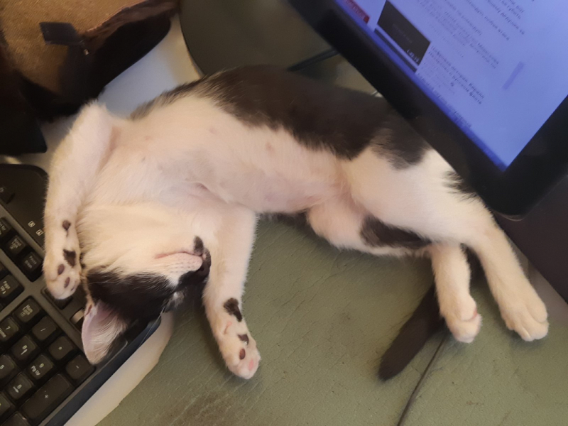 Кошки в нашей жизни. Кошки и все, что с ними связано.