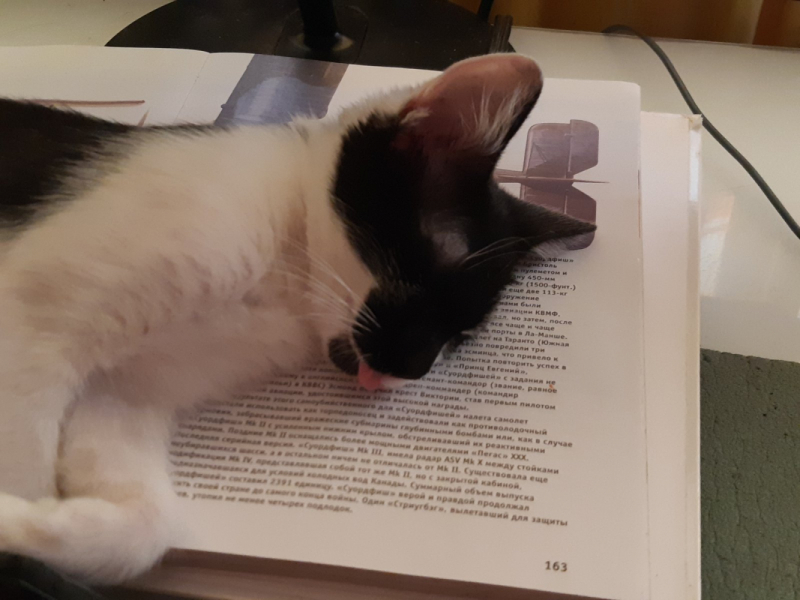 Кошки в нашей жизни. Кошки и все, что с ними связано.