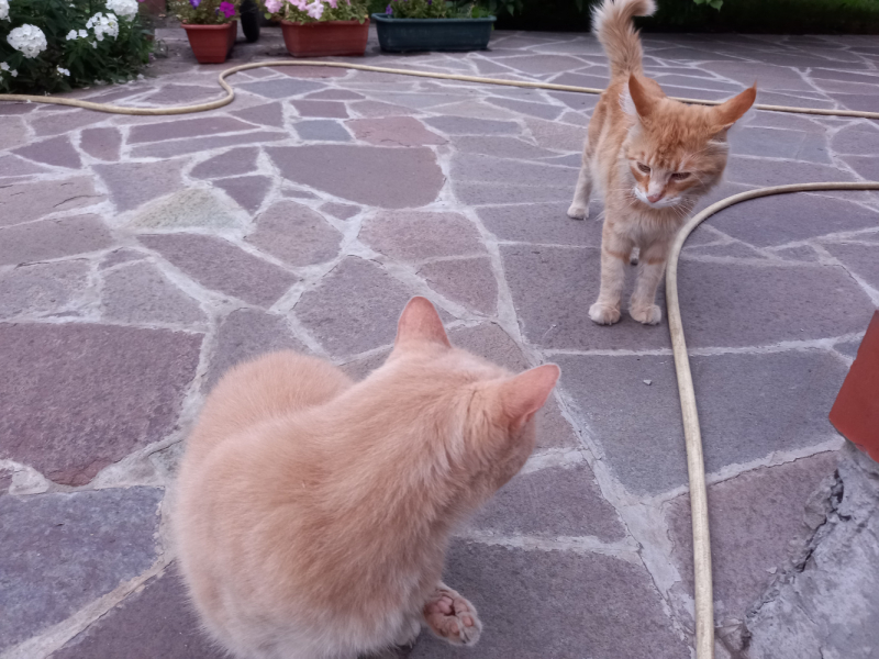 Кошки в нашей жизни. Кошки и все, что с ними связано.