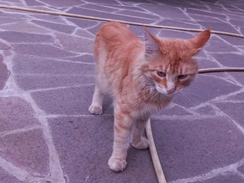 Кошки в нашей жизни. Кошки и все, что с ними связано.