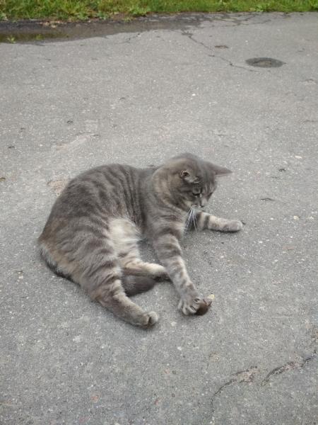 Кошки в нашей жизни. Кошки и все, что с ними связано.