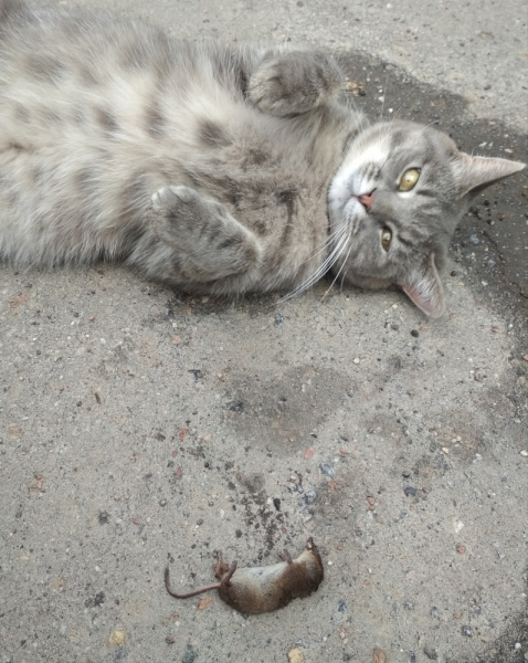 Кошки в нашей жизни. Кошки и все, что с ними связано.