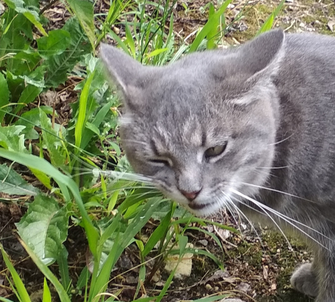 Кошки в нашей жизни. Кошки и все, что с ними связано.