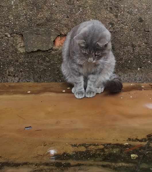 Кошки в нашей жизни. Кошки и все, что с ними связано.