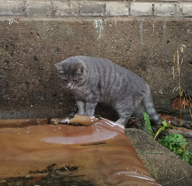 Кошки в нашей жизни. Кошки и все, что с ними связано.