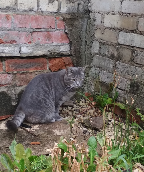 Кошки в нашей жизни. Кошки и все, что с ними связано.