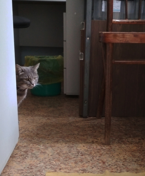 Кошки в нашей жизни. Кошки и все, что с ними связано.