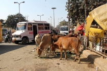 Письма ребенку из Индии