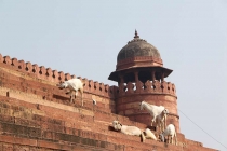 Письма ребенку из Индии