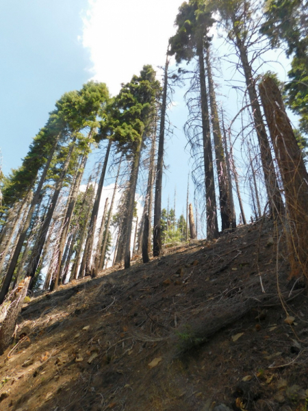 Безэтажная Америка 2019 или Маменькин сынок на Диком Западе (WA-MT-WY-ID-UT-AZ-NV-CA-OR-WA) - Закончен!