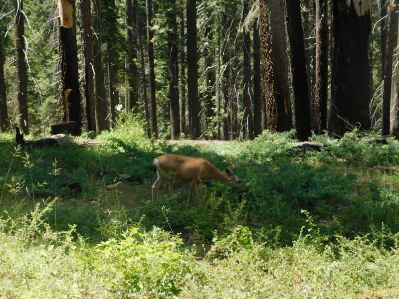 Безэтажная Америка 2019 или Маменькин сынок на Диком Западе (WA-MT-WY-ID-UT-AZ-NV-CA-OR-WA) - Закончен!