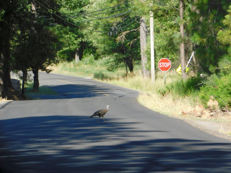 Безэтажная Америка 2019 или Маменькин сынок на Диком Западе (WA-MT-WY-ID-UT-AZ-NV-CA-OR-WA) - Закончен!