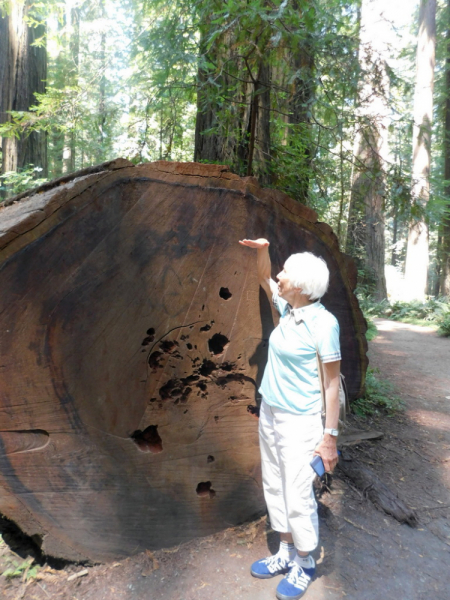 Безэтажная Америка 2019 или Маменькин сынок на Диком Западе (WA-MT-WY-ID-UT-AZ-NV-CA-OR-WA) - Закончен!