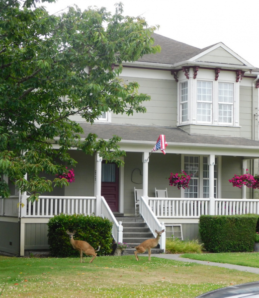 Безэтажная Америка 2019 или Маменькин сынок на Диком Западе (WA-MT-WY-ID-UT-AZ-NV-CA-OR-WA) - Закончен!