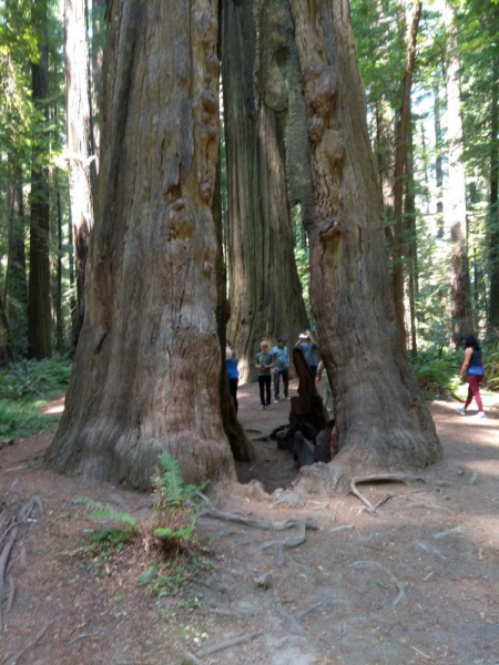 Безэтажная Америка 2019 или Маменькин сынок на Диком Западе (WA-MT-WY-ID-UT-AZ-NV-CA-OR-WA) - Закончен!
