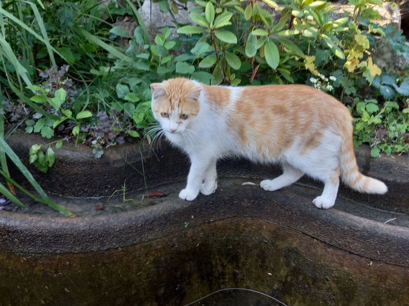 Кошки в нашей жизни. Кошки и все, что с ними связано.