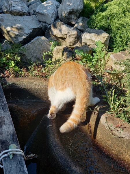 Кошки в нашей жизни. Кошки и все, что с ними связано.