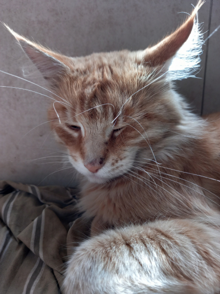 Кошки в нашей жизни. Кошки и все, что с ними связано.