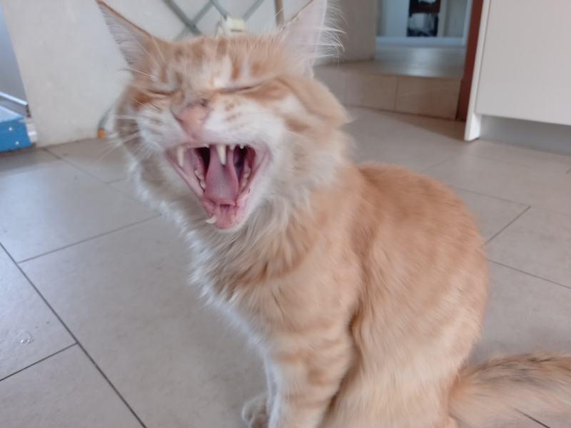 Кошки в нашей жизни. Кошки и все, что с ними связано.