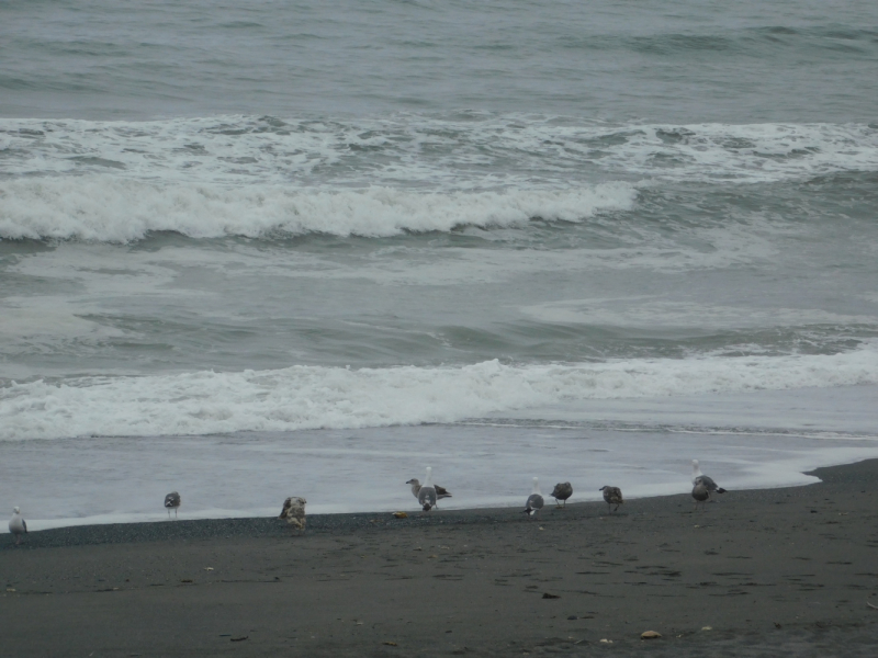 Безэтажная Америка 2019 или Маменькин сынок на Диком Западе (WA-MT-WY-ID-UT-AZ-NV-CA-OR-WA) - Закончен!