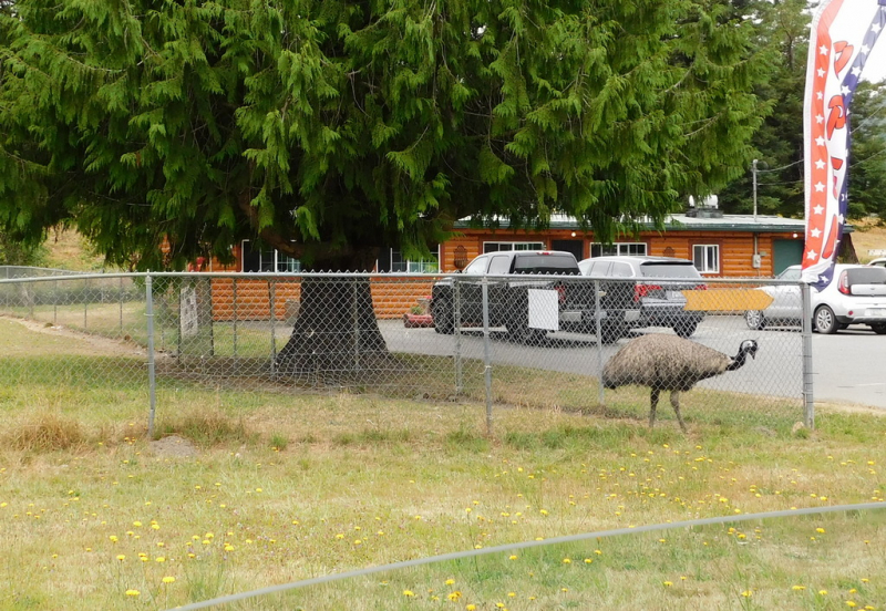 Безэтажная Америка 2019 или Маменькин сынок на Диком Западе (WA-MT-WY-ID-UT-AZ-NV-CA-OR-WA) - Закончен!