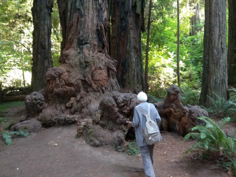 Безэтажная Америка 2019 или Маменькин сынок на Диком Западе (WA-MT-WY-ID-UT-AZ-NV-CA-OR-WA) - Закончен!