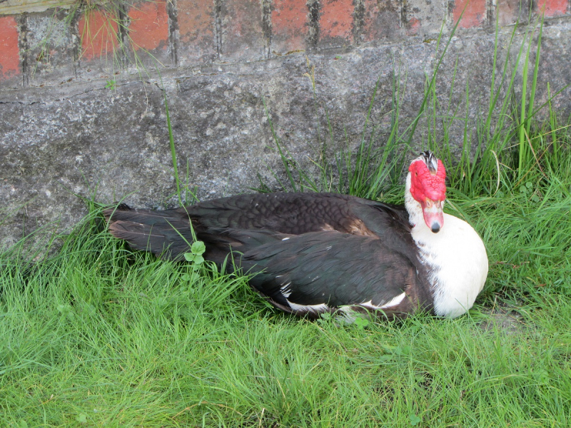 Калининград - в поисках Кёнигсберга. Куршская коса - куда ведут дорожки?
